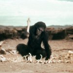 2001-monkey