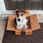 package dog meme