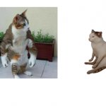 Buff cat vs. catcheems meme
