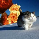 Cat walking away from explosion