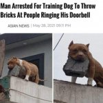 Brick Throwing Doggo meme