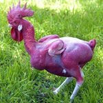 Featherless chicken