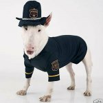 dog in cop uniform