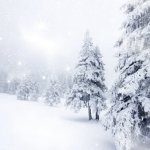 Snowy forest meme