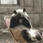Panda facepalm GIF Template