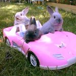 Bunny Car