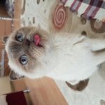 tongued cat