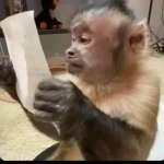 monkey reading