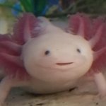 confused axolotl