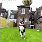 moo | WHEN YOU TRY TO GIVE YOUR  VIEWER AN UPVOTE | image tagged in gifs,funny | made w/ Imgflip video-to-gif maker