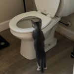 Toilet cat