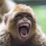 Monkey with wide-open mouth