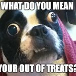 not to happy dog | WHAT DO YOU MEAN; YOUR OUT OF TREATS? | image tagged in confused dog | made w/ Imgflip meme maker