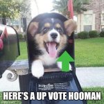 Doggo = cute | HERE'S A UP VOTE HOOMAN | image tagged in cute doggo in mailbox | made w/ Imgflip meme maker