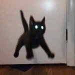 startled black kitten