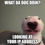 what da dog... | WHAT DA DOG DOIN? LOOKING AT YOUR IP ADDRESS | image tagged in what da dog | made w/ Imgflip meme maker