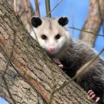 Opossum template
