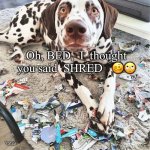 Dog shred | Oh, BED,  I  thought you said  SHRED   🥴🙄; Yates | image tagged in dog mess,dog shred | made w/ Imgflip meme maker