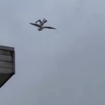 Seagull carrying another seagull GIF Template