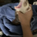 Ferret getting choked template