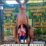 Kangaroo | THE LIFECYCLE OF THE AUSTRALIAN; IS A CONTRAVERSIAL PROCESS | image tagged in australia | made w/ Imgflip meme maker
