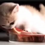 raw steak kitten