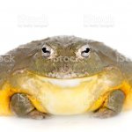 Wednesday frog template