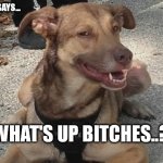 good dog says... | GOOD DOG SAYS... WHAT'S UP BITCHES..? | image tagged in good dog says | made w/ Imgflip meme maker