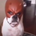 Dog with daredevil mask