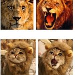 France | FRANCE THEN; FRANCE NOW | image tagged in lion roaring and cat meowing | made w/ Imgflip meme maker