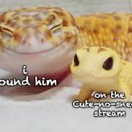 Adorbs but not allergic -- link in comments | on the Cute-no-sneeze stream; i found him | image tagged in gecko's baby,streams,advertisement,reptiles,click | made w/ Imgflip meme maker