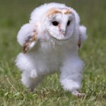 Running Baby Owl