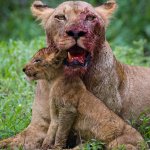 Bloody lioness with cub