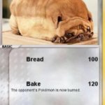 bred dogi