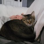 Really? Cat