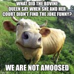 Cow | WHAT DID THE BOVINE QUEEN SAY WHEN SHE AND HER COURT DIDN’T FIND THE JOKE FUNNY? WE ARE NOT AMOOSED | image tagged in cow | made w/ Imgflip meme maker