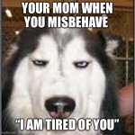 original pissed off husky | YOUR MOM WHEN YOU MISBEHAVE; “I AM TIRED OF YOU” | image tagged in original pissed off husky | made w/ Imgflip meme maker