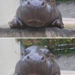 hippo