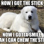 Dog | NOW I GOT THE STICK; NOW I GOTTA SMILE, THAN I CAN CHEW THE STICK | image tagged in so cute | made w/ Imgflip meme maker