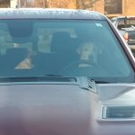 Dog driving car