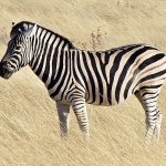 Zebra template