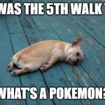 tired dog | THAT WAS THE 5TH WALK TODAY WHAT'S A POKEMON? | image tagged in tired dog | made w/ Imgflip meme maker