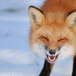 Happy fox