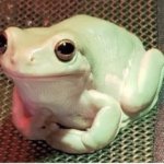 Politeness Frog