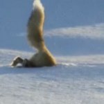 fox eating snow