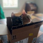 Kittens in a Box template
