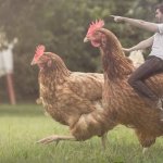 Man riding chicken