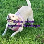 Kate is a Hawkeye fan girl | Kate when around Hawkeye | image tagged in excited dog,hawkeye,kate bishop,clint barton,dog,marvel | made w/ Imgflip meme maker