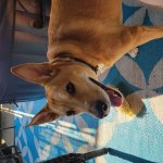 Doggo