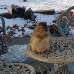 Chonky Squirrel